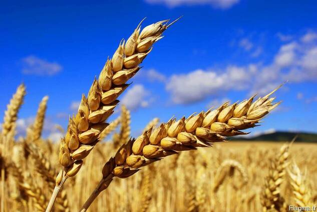 DURUM