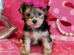 12 weeks old yorkie Puppies . whatsapp us: