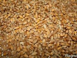 Пшеница СИФ Мерсин