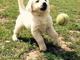 AKC quality Golden Retriever Pups. whatsapp us: