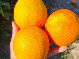 Апельсин Вашингтон