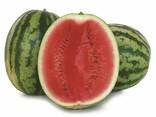 Watermelon variety Dolby from Uzbekistan - photo 1