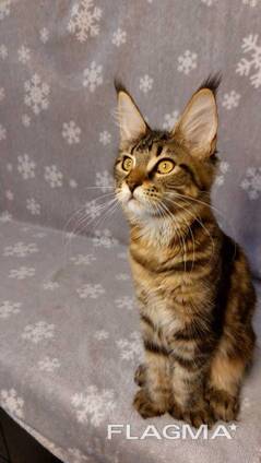 Чистокровные котята Мейн-Кун клубные. Котята Мейн-Кун в Турции. Котята Мейн-Кун в Стамбул.