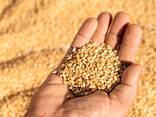 Consumer Wheat - фото 2