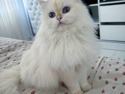 Cute British long hair 1,5 years