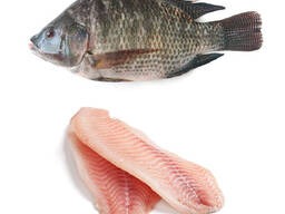 Dondurulmuş Tilapia Balığı