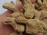 Dry Whole Ginger from Vietnam - photo 1