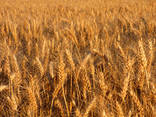 Durum wheat. Protein 11.5% - photo 1