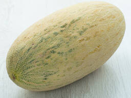 Melon variety torpedo from Uzbekistan