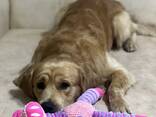 Erkek Golden Retriever için Eş Arıyoruz (Antalya) - photo 2