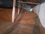 Feed Barley, origin Republic of Kazakhstan, crop 2021 - photo 1