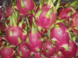 Fresh Dragon Fruit from Vietnam - photo 3