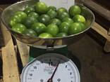 Fresh Seedless Lime from Vietnam - photo 1