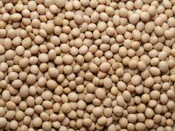 GDO'suz soya fasulyesi, 200 ton, hasat 2021, üretim Ukrayna