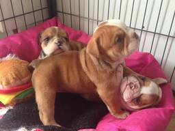 Gorgeous English Bulldog puppieswhatsapp us: