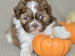 Gorgeous shih tzu puppies all ready.. whatsapp us: