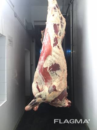 Говядина экспорт