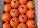 Мандарин экспорт из Турции - фото 3