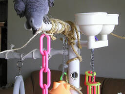 Hand reared African Grey Parrots. whatsapp us: