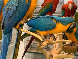 Hand Reared Baby Blue And Gold Macaw Parrot. whatsapp us: