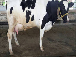 Holstein heifers Cow wholesale exporters