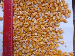 1000 tondan itibaren yemlik mısırı FOB