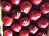 Из Турции оптовая продажа яблок - фото 2