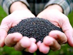 Kanola (Raps) İhracatı — 1.000 tondan itibaren