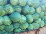 Капуста белокачанная/ Капуста пекинская - photo 3