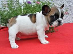 Kc French Bulldog Puppies. whatsapp us:
