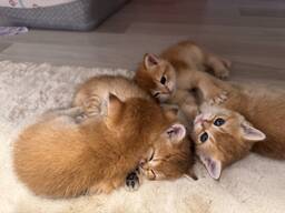 İngiliz altın çinçilla yavruları. antalya