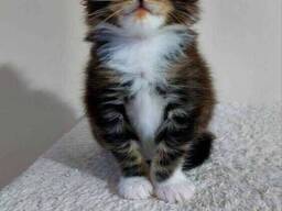 Котята породы Мейн-Кун. Полный пакет документов. Отличная родословная.