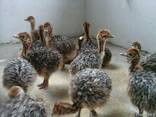 Livestock, ox gallstone and ostrich chicks - photo 3