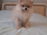 Щенки померанского шпица - фото 2