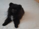 Щенки померанского шпица - фото 5