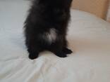 Щенки померанского шпица - фото 8