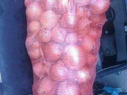 Лук репчатый
