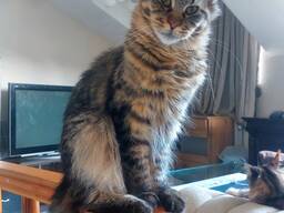 Maine Coon cinsi yavru kedi. Eksiksiz belge seti. Mükemmel soyağacı.