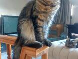 Maine Coon cinsi yavru kedi. Eksiksiz belge seti. Mükemmel soyağacı. - photo 1