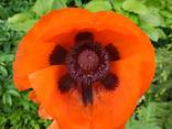 Маки декоративные (семена) - фото 3