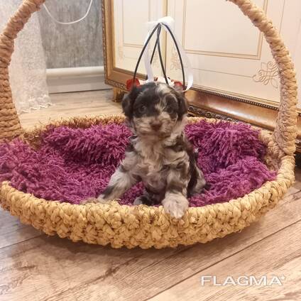 Мальтипу эксклюзив