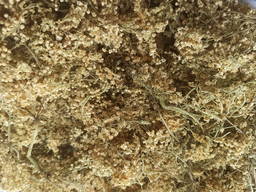 Medicinal herbs