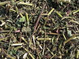 Medicinal herbs - photo 3