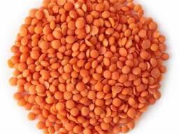 Mercimek (Lentils) — 1.000 tondan başlayan ihracat