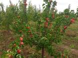Meyve ağaçları fidanları - фото 15