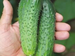 Огурцы корнишоны новый урожай Gherkin Cucumber