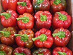 Перец Калифорния