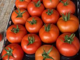 Помидоры