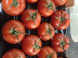 Помидоры - фото 3