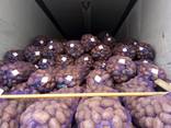 Potato from Belarus - фото 2